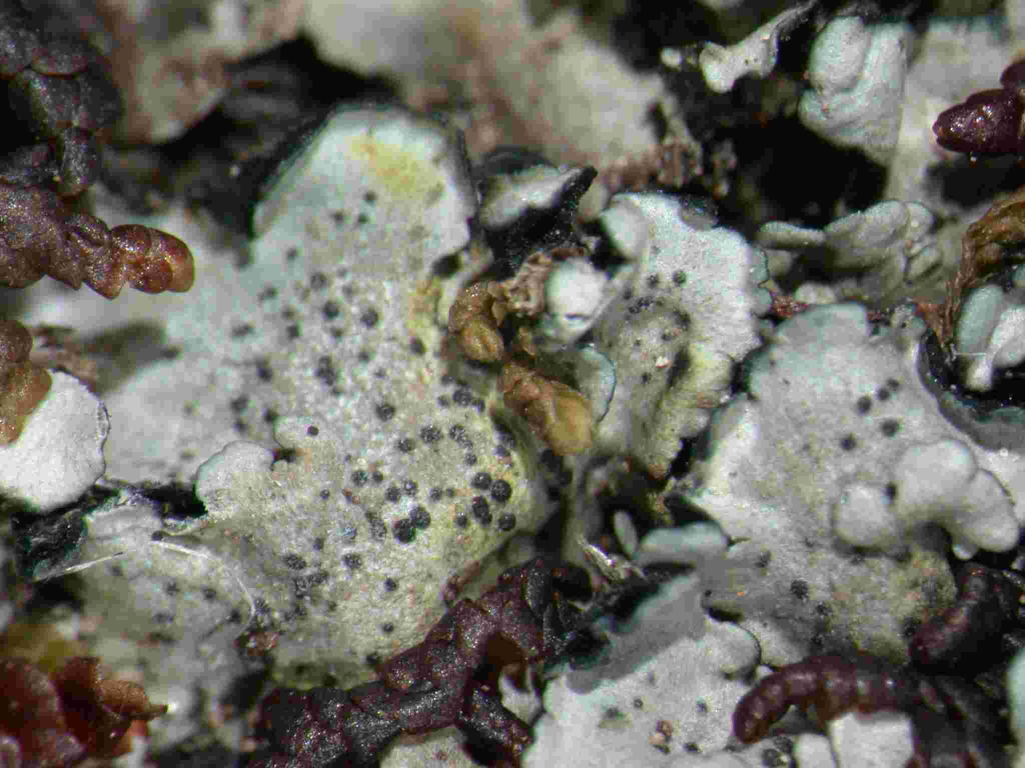 [Coccocarpia erythroxyli]